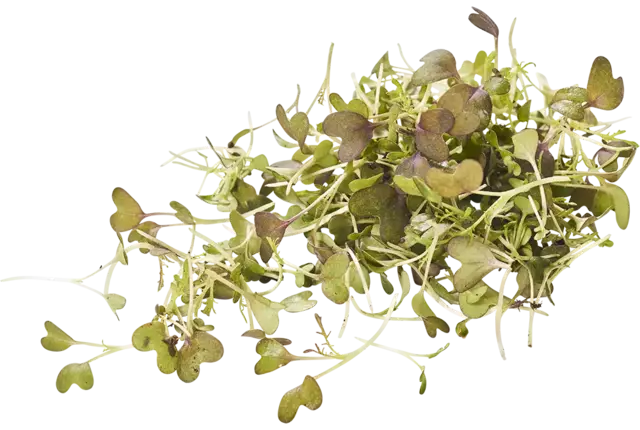 Mizuna cress 30gr piece